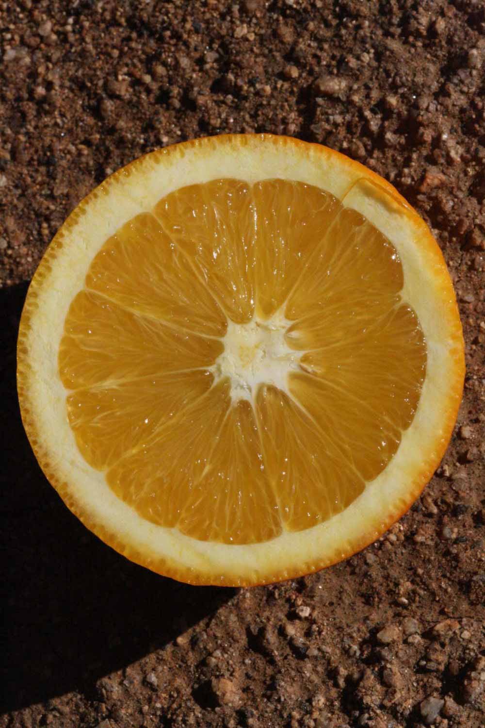              Fruit cross-section (Riverside, CA)       